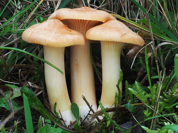 lúčnica statná Cuphophyllus pratensis (Fr.) Bon