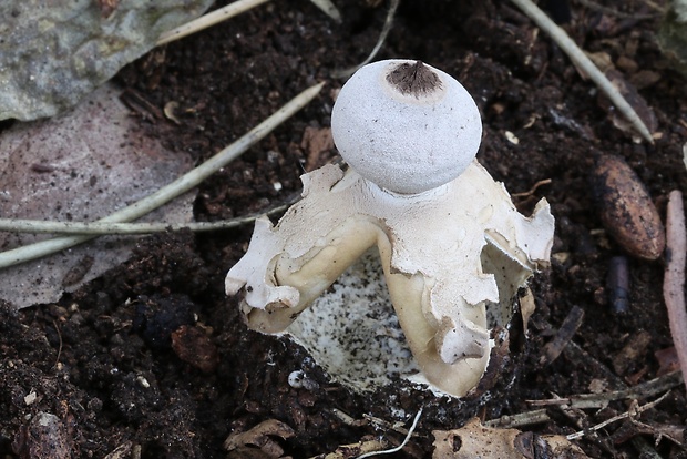 hviezdovka Geastrum britannicum J.C. Zamora