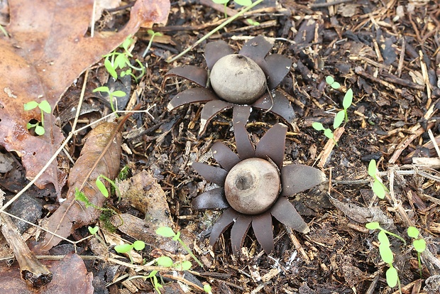 hviezdovka bradavičnatá Geastrum corollinum (Batsch) Hollós