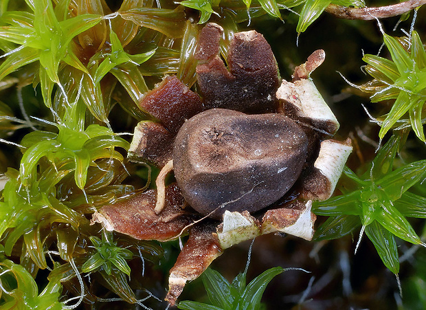 hviezdovka maďarská Geastrum hungaricum Hollós