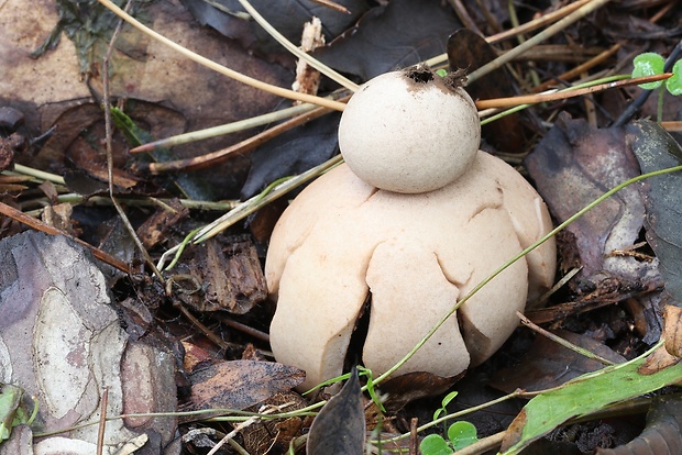 hviezdovka červenkastá Geastrum rufescens Pers.