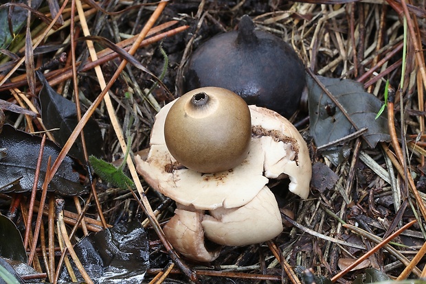 hviezdovka trojitá Geastrum triplex Jungh.