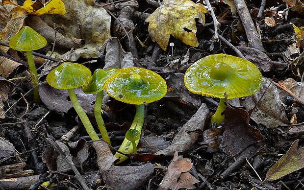 lúčnica žltozelená Gliophorus psittacinus (Schaeff.) Herink