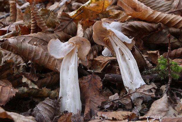 chriapač kučeravý Helvella crispa (Scop.) Fr.