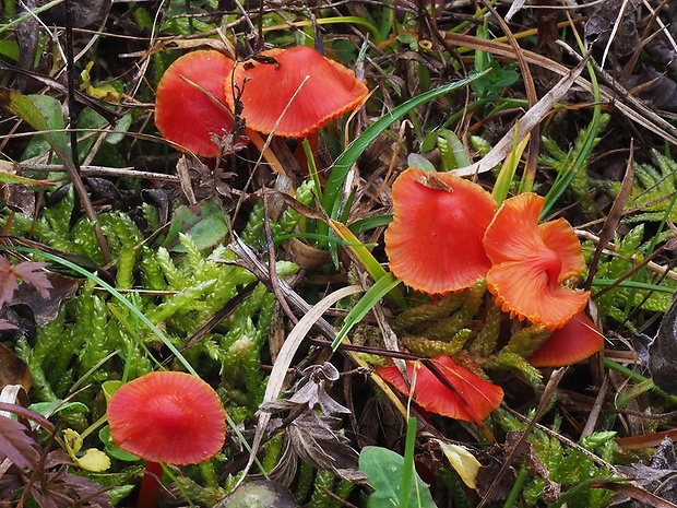 lúčnica šarlátová Hygrocybe coccinea (Schaeff.) P. Kumm.