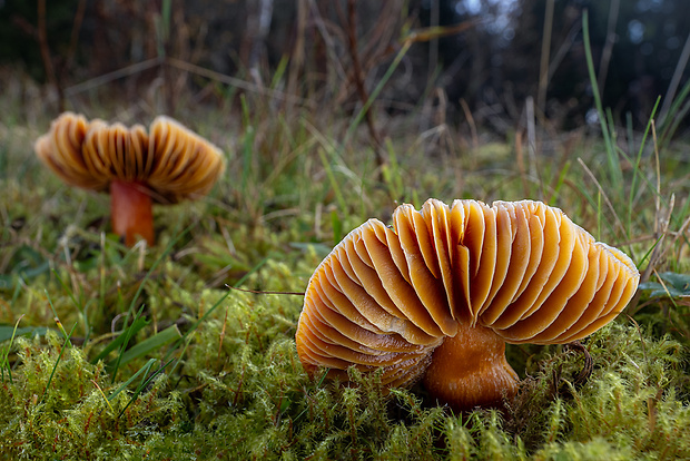 lúčnica granátovočervená Hygrocybe punicea (Fr.) P. Kumm.