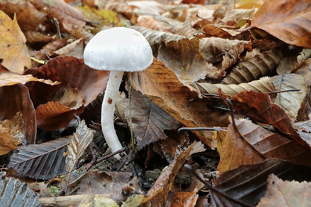 šťavnačka slonovinová Hygrophorus eburneus (Bull.) Fr.