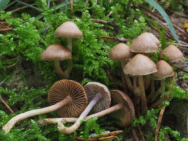 vláknica Inocybe sp.