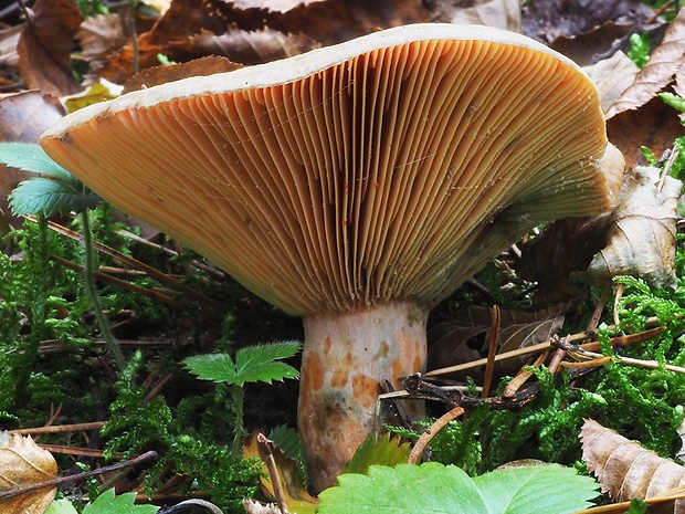 rýdzik pravý Lactarius deliciosus (L.) Gray