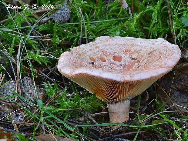 rýdzik pravý Lactarius deliciosus (L.) Gray