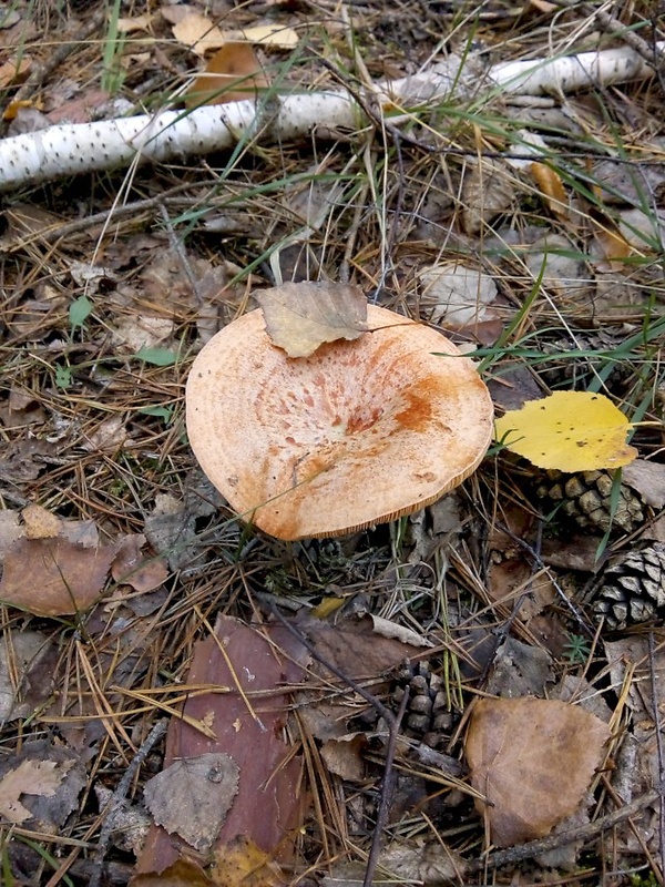 rýdzik pravý  (1) Lactarius deliciosus (L.) Gray