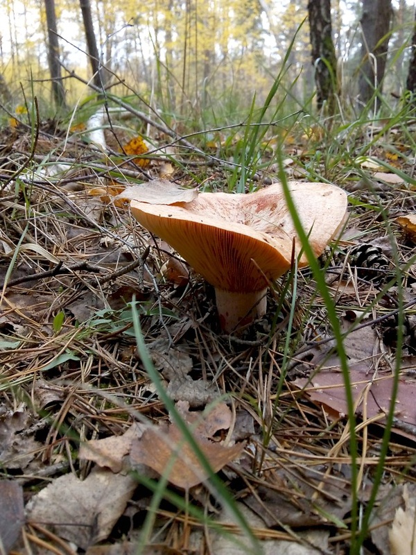 rýdzik pravý  (2) Lactarius deliciosus (L.) Gray