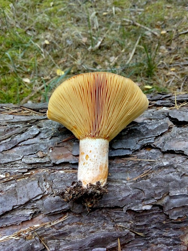 rýdzik pravý  (3) Lactarius deliciosus (L.) Gray