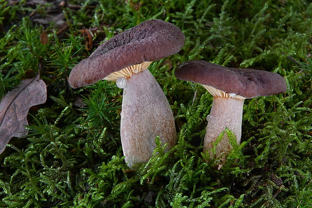 rýdzik vodnatý Lactarius serifluus (DC.) Fr.