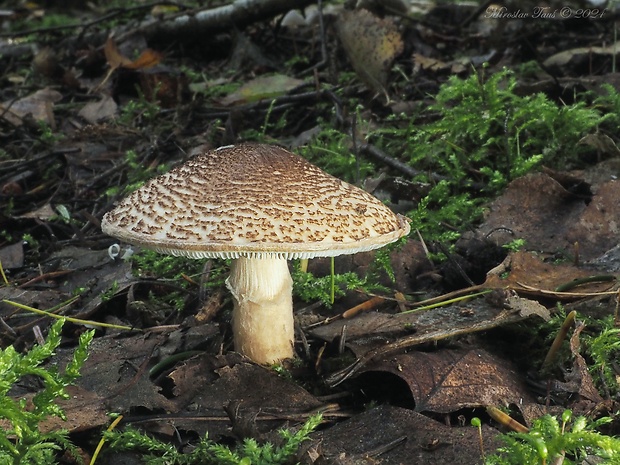 bedlička Lepiota sp.