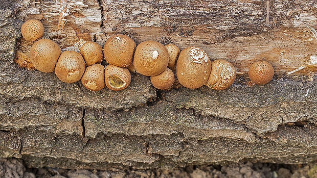 prášnica hruškovitá Lycoperdon pyriforme Schaeff.