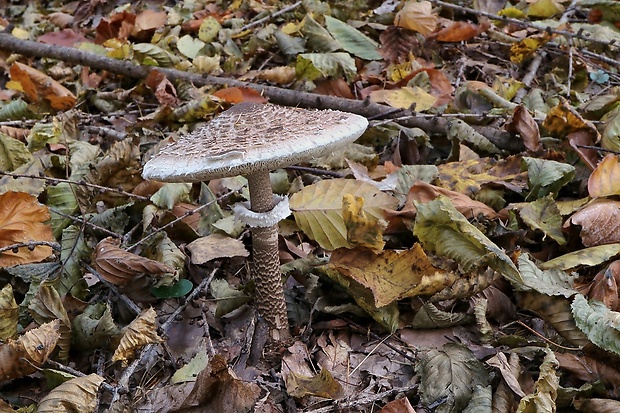 bedľa vysoká Macrolepiota procera (Scop.) Singer