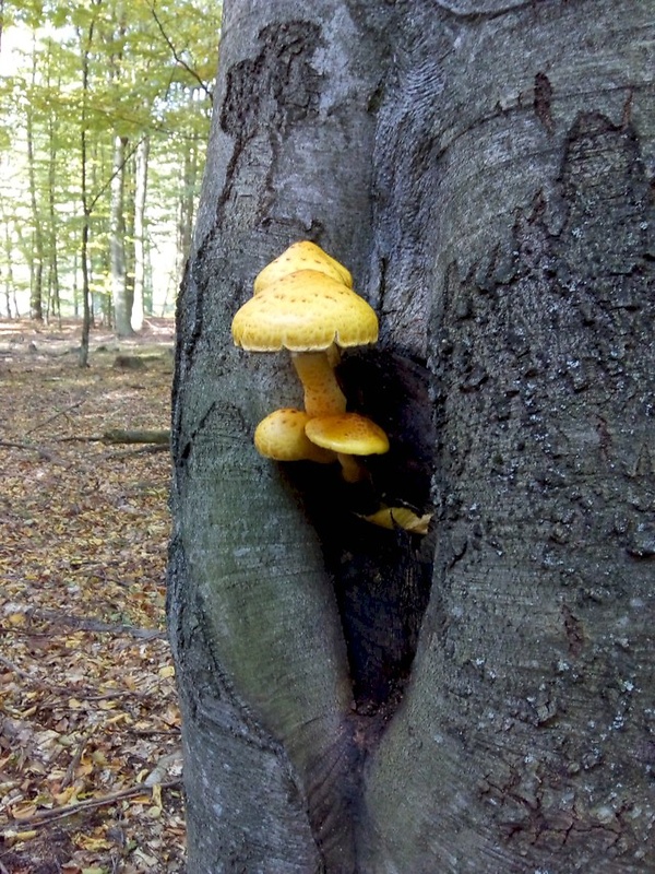 šupinovka  (1) Pholiota sp.