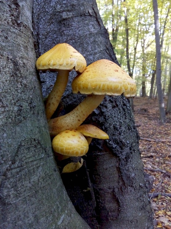 šupinovka  (2) Pholiota sp.