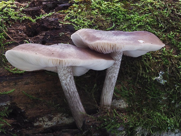 štítovka jelenia Pluteus cervinus (Schaeff.) P. Kumm.