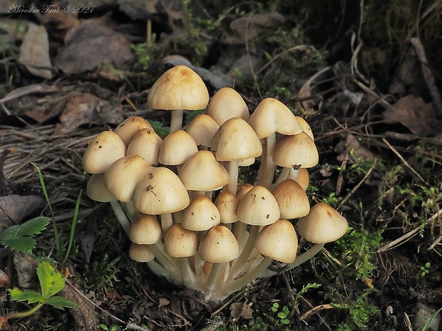 drobuľka trsovitá Psathyrella multipedata (Peck) A.H. Sm.