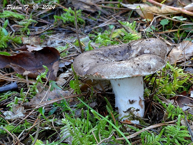 plávka černejúca Russula nigricans Fr.