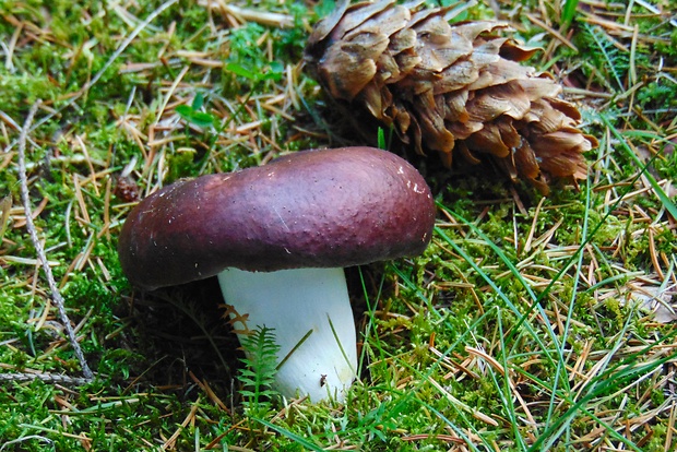 plávka Russula sp.