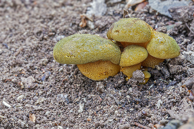 pňovka neskorá Sarcomyxa serotina (Pers.) P. Karst.