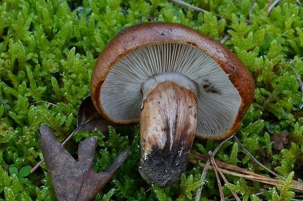 čírovka prstencová Tricholoma batschii Gulden