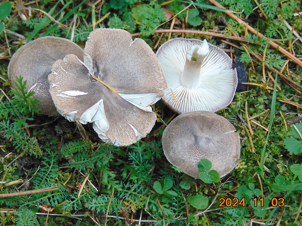 čírovka Tricholoma sp.