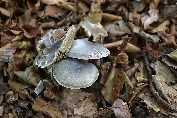 čírovka Tricholoma sp.