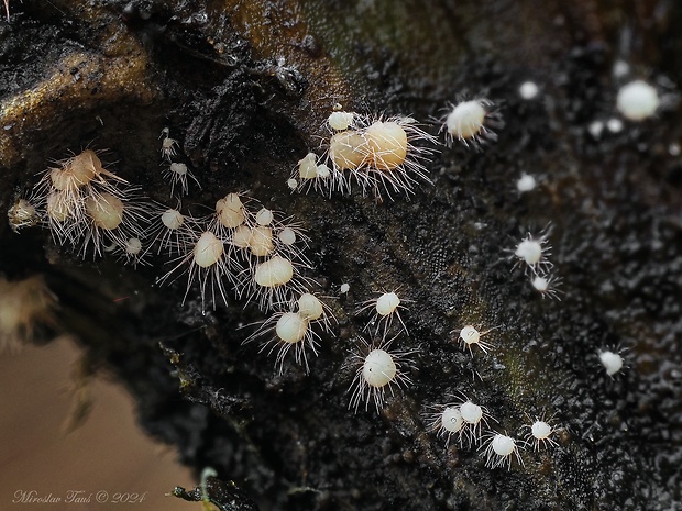 volutelka Volutella ciliata (Alb. & Schwein.) Fr.