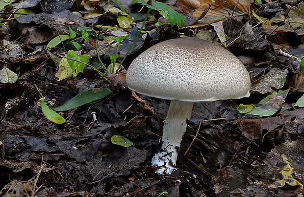 pečiarka perličková Agaricus praeclaresquamosus var. praeclaresquamosus A.E. Freeman