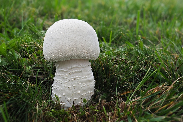 pečiarka nádherná Agaricus urinascens (Jul. Schäff. & F.H. Møller) Singer