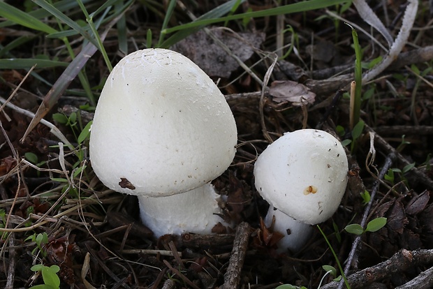 pečiarka páchnuca Agaricus xanthodermus Genev.