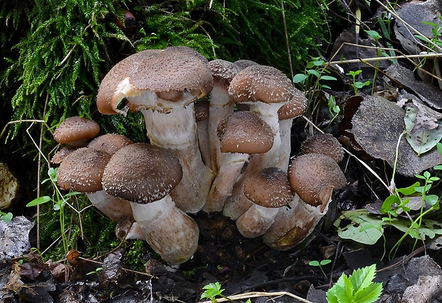 podpňovka Armillaria sp.