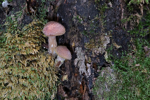 podpňovka Armillaria sp.