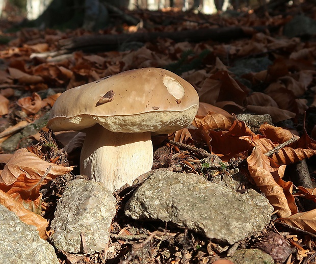 hríb smrekový Boletus edulis Bull.