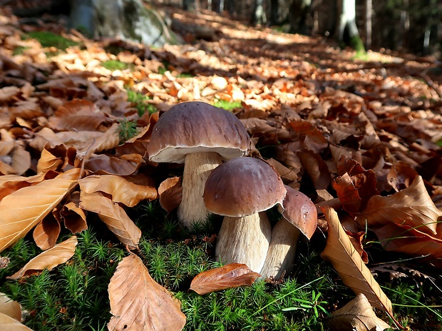 hríb smrekový Boletus edulis Bull.