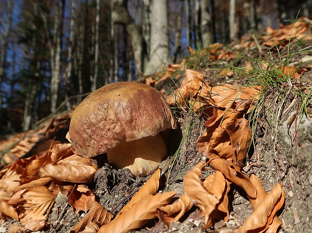 hríb sosnový Boletus pinophilus Pil. et Dermek in Pil.