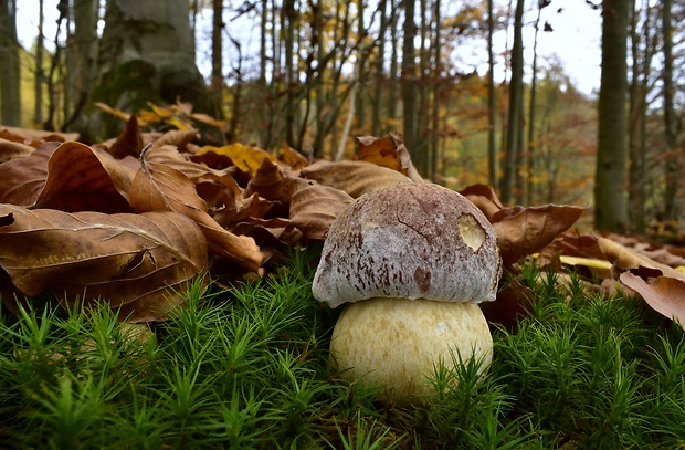 hríb sosnový Boletus pinophilus Pil. et Dermek in Pil.