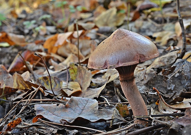 sliziak lepkavý Chroogomphus rutilus (Schaeff.) O.K. Mill.