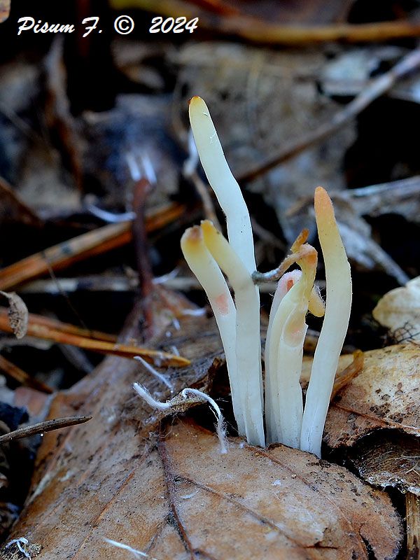 kyjačik Clavaria sp.