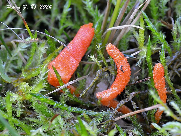 žezlovka hmyzová Cordyceps militaris (Fr.) Link