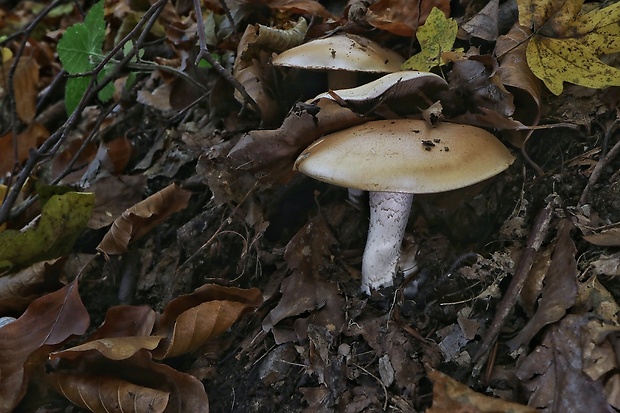 pavučinovec Cortinarius sp.