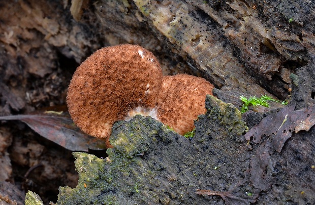 pahliva šafranová Crepidotus crocophyllus (Berk.) Sacc.