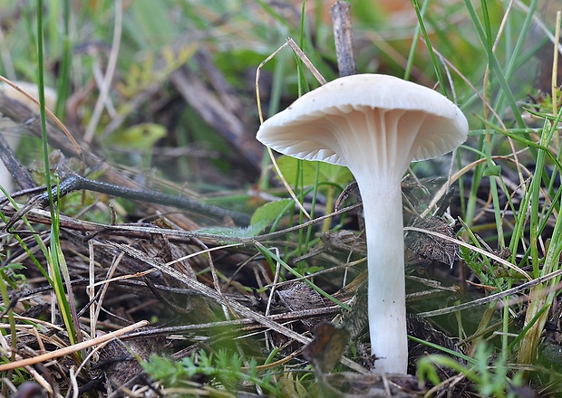 lúčnica snehobiela Cuphophyllus virgineus (Wulfen) Kovalenko