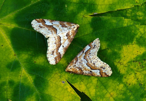 piadivka zimná Erannis defoliaria