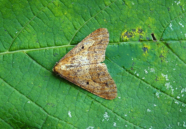 piadivka zimná Erannis defoliaria