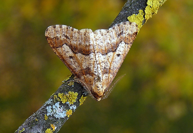 piadivka zimná Erannis defoliaria